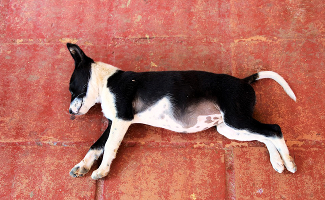 découvrez les causes courantes des gargouillements de ventre chez le chien et les solutions efficaces pour apaiser et améliorer sa digestion en 2025.