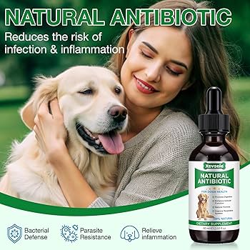 découvrez les meilleurs antibiotiques naturels pour chiens en 2025 afin de protéger la santé de votre animal de manière sûre et efficace.