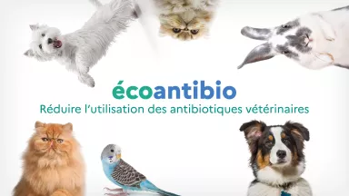 découvrez les meilleurs antibiotiques naturels pour chiens en 2025, pour soigner efficacement votre animal avec des solutions douces et sûres.