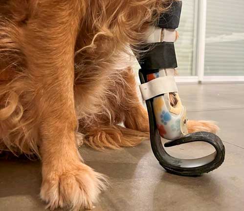 découvrez comment soulager l'arthrose chez le chien en 2025, avec un focus sur la douleur à la patte arrière et des solutions adaptées pour améliorer son confort.