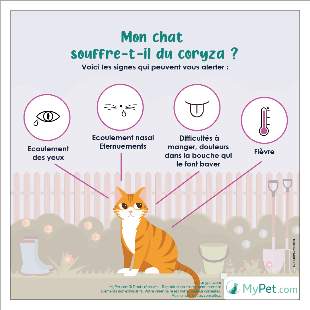 découvrez les causes possibles d'une bouche gonflée chez le chat et obtenez des conseils pratiques pour prendre soin de sa santé bucco-dentaire.