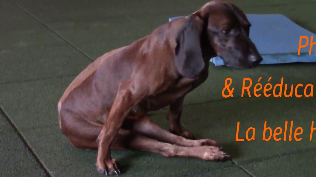 découvrez les causes courantes du blocage de l'arrière-train chez le chien et apprenez les solutions efficaces pour améliorer sa mobilité et son bien-être.