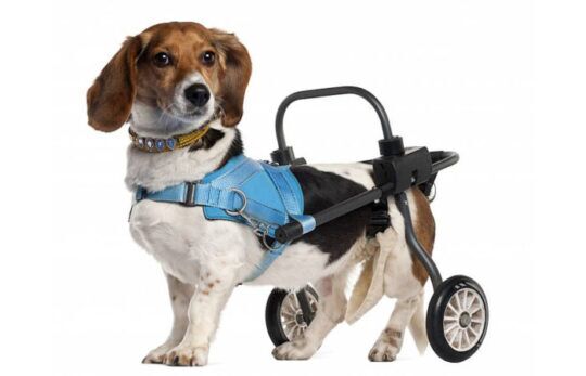 découvrez les principales causes qui empêchent votre chien de se lever facilement et les solutions efficaces pour améliorer son confort et sa mobilité.