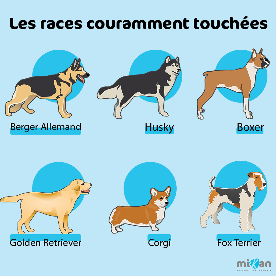 découvrez les causes courantes des difficultés chez le chien à se lever et les solutions efficaces pour améliorer son bien-être et sa mobilité.
