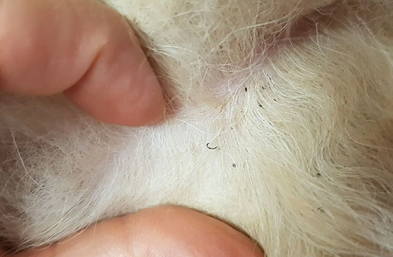 découvrez les causes courantes des croûtes chez le chien et les solutions efficaces pour les traiter et soulager votre animal.