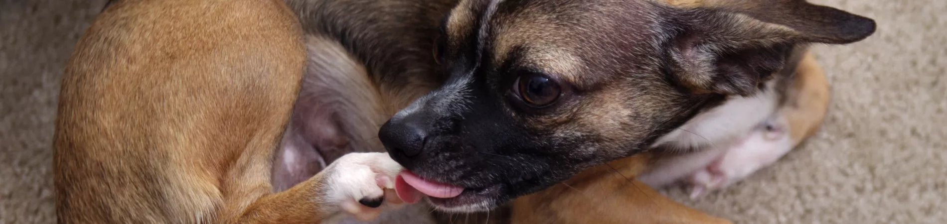 découvrez pourquoi votre chien lèche ses pattes, les causes possibles et comment y remédier pour assurer le bien-être de votre compagnon.