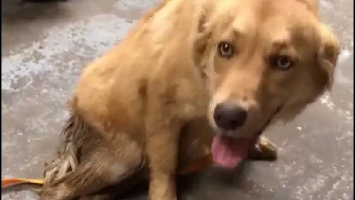 découvrez les causes possibles d'un chien maigre avec un arrière-train fragile et apprenez les soins adaptés pour assurer son bien-être et sa santé.