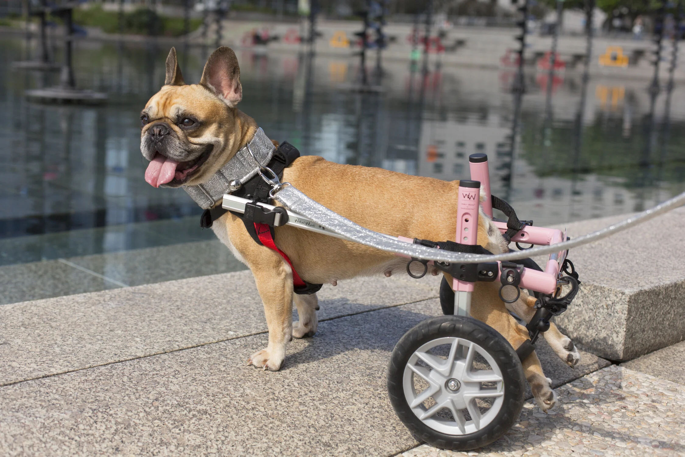 découvrez les causes et solutions pour un chien paralysé des pattes arrière en 2025. conseils vétérinaires et traitements pour améliorer la qualité de vie de votre animal.