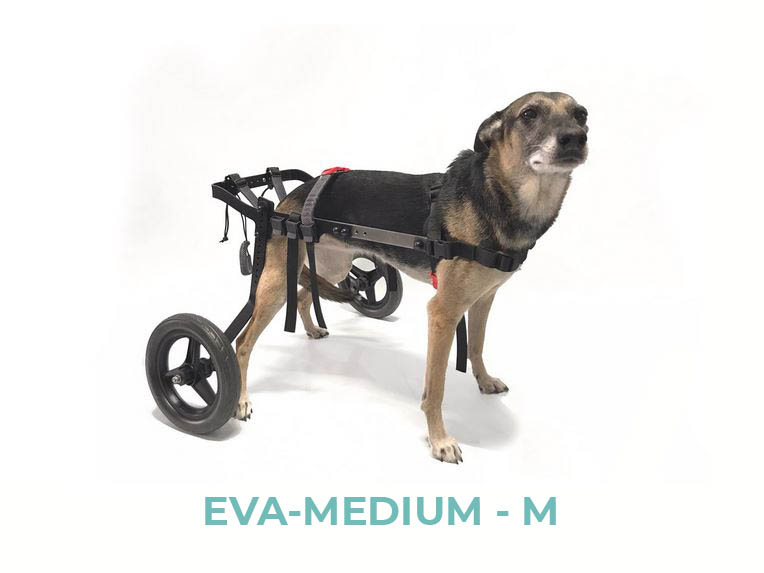 découvrez des conseils et solutions pour aider un chien souffrant de paralysie des membres arrière, améliorer son confort et sa mobilité.