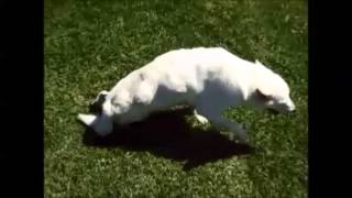 découvrez des conseils et solutions pour aider votre chien souffrant de paralysie des membres arrière, incluant soins, rééducation et adaptations pour améliorer sa qualité de vie.