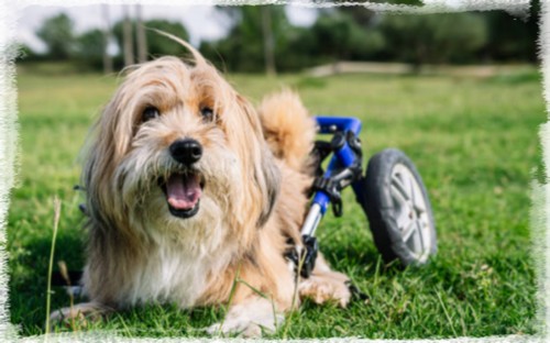découvrez des conseils et des solutions pour aider votre chien souffrant de paralysie des membres arrière, afin d'améliorer son confort et sa mobilité.