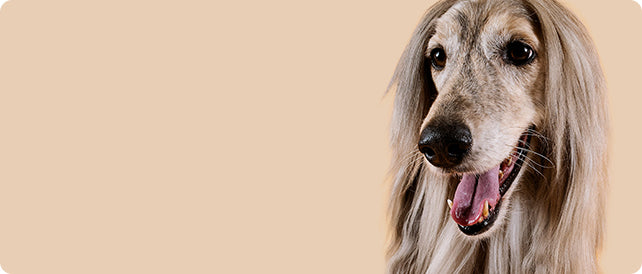 découvrez les causes courantes du mauvais odeur chez le chien et les solutions efficaces pour y remédier en 2025. conseils vétérinaires et astuces pour un chien propre et sain.