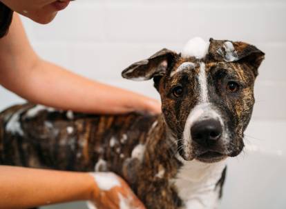 découvrez les causes courantes du chien qui sent mauvais et les solutions efficaces pour y remédier en 2025. conseils pratiques pour garder votre animal propre et sain.