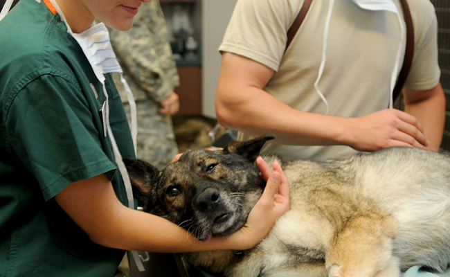 découvrez les principales causes du saignement chez le chien et les solutions adaptées pour agir rapidement et protéger la santé de votre animal.