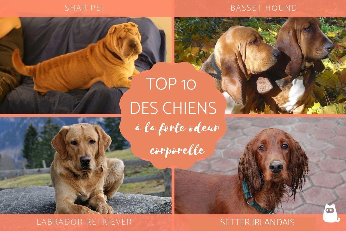 découvrez les causes courantes de l'odeur désagréable chez votre chien et trouvez des solutions efficaces pour garder votre compagnon à quatre pattes propre et frais en 2025.