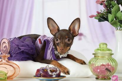 découvrez les causes courantes de mauvaise odeur chez le chien et les solutions efficaces pour garder votre compagnon propre et frais en 2025.