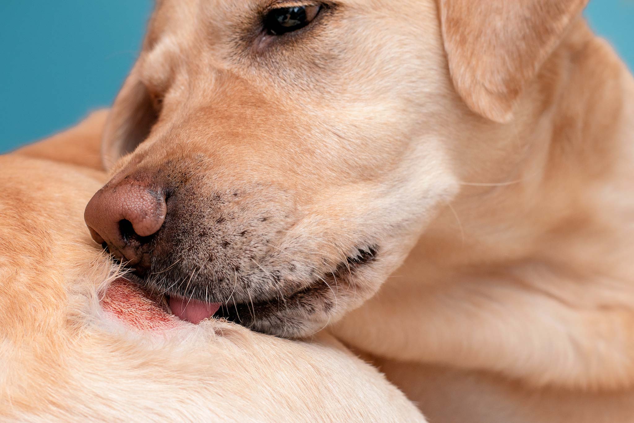 découvrez les causes des croûtes chez le chien et les soins adaptés pour soulager votre animal en 2025. conseils vétérinaires et traitements efficaces.