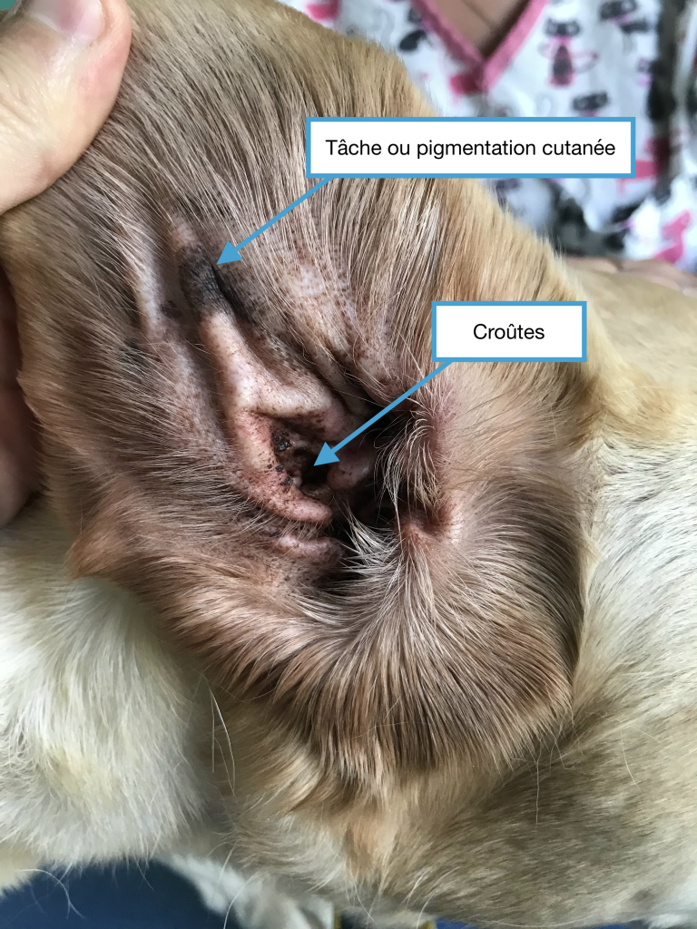 découvrez les causes des croûtes chez le chien et les soins efficaces à appliquer en 2025 pour assurer la santé et le confort de votre compagnon à quatre pattes.