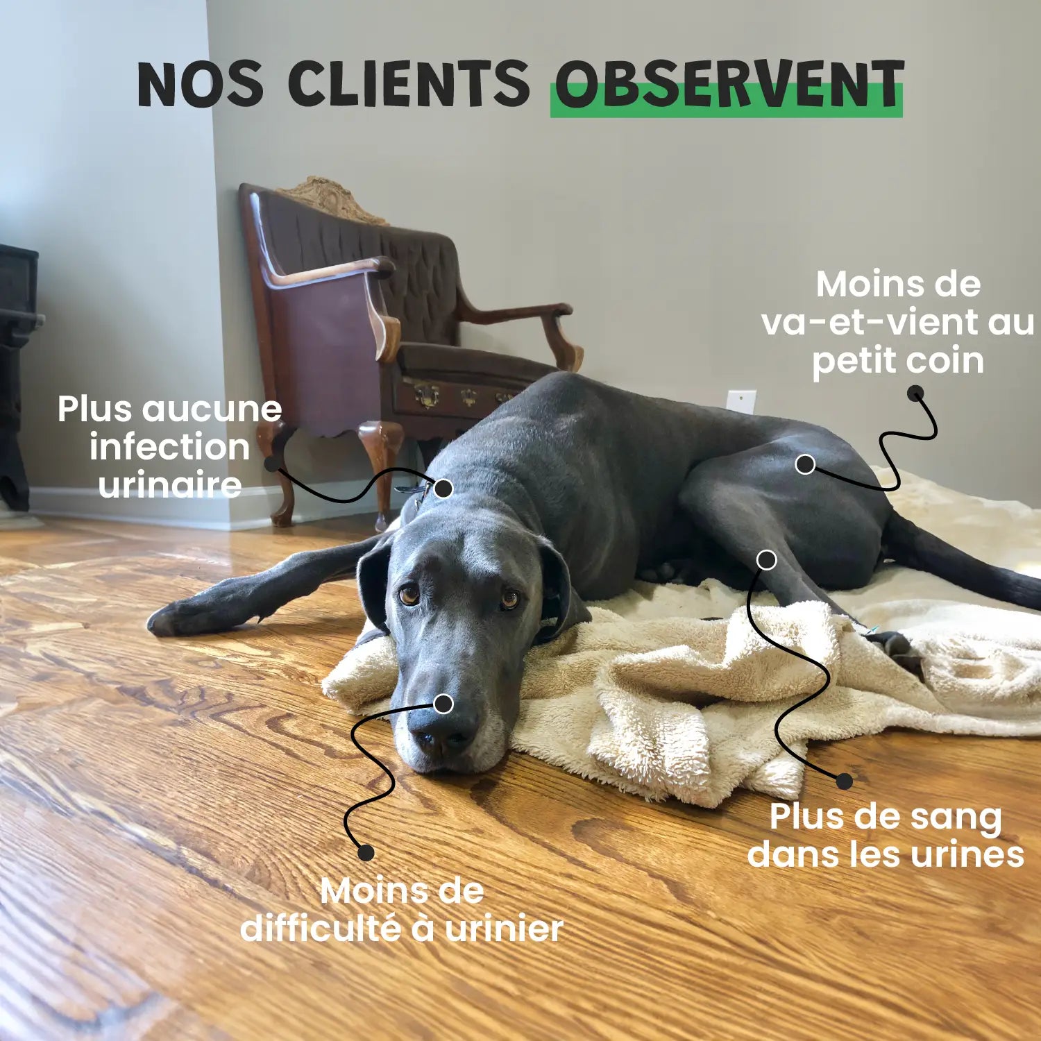 découvrez comment adapter l'alimentation de votre chien et les traitements efficaces pour soulager la cystite canine et favoriser une guérison rapide.