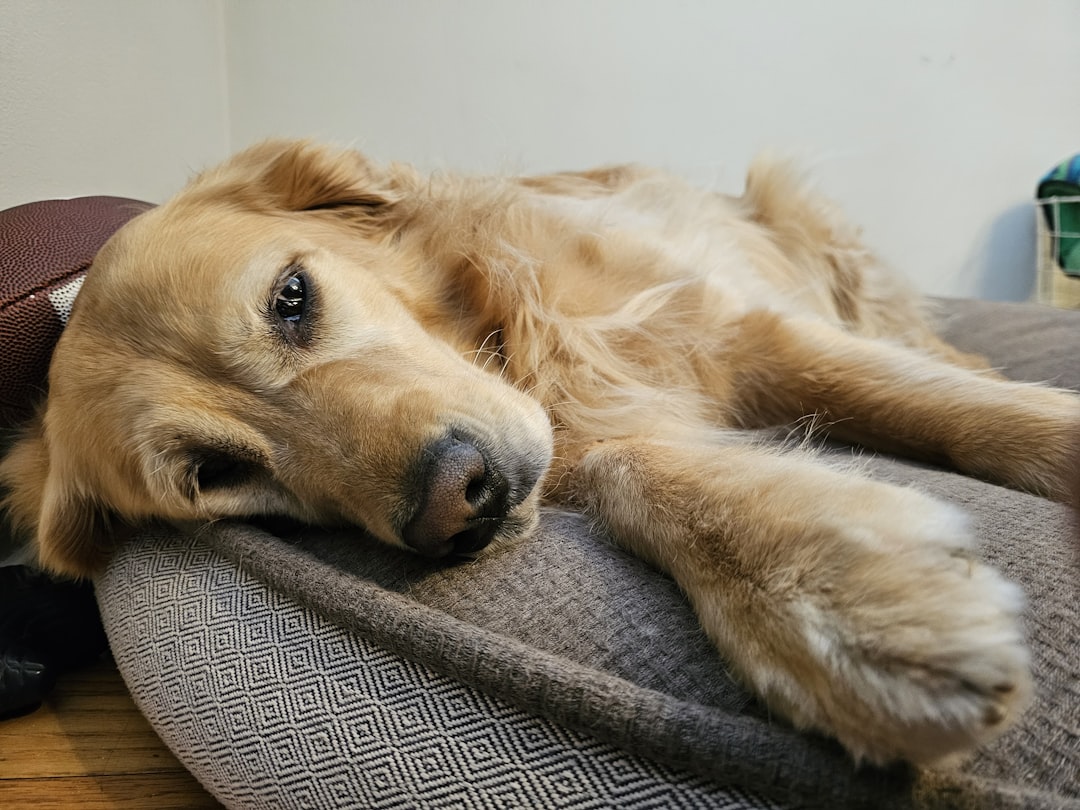 découvrez les causes possibles et les solutions lorsque votre chien ne peut pas se relever. conseils vétérinaires et soins à domicile pour aider votre animal.