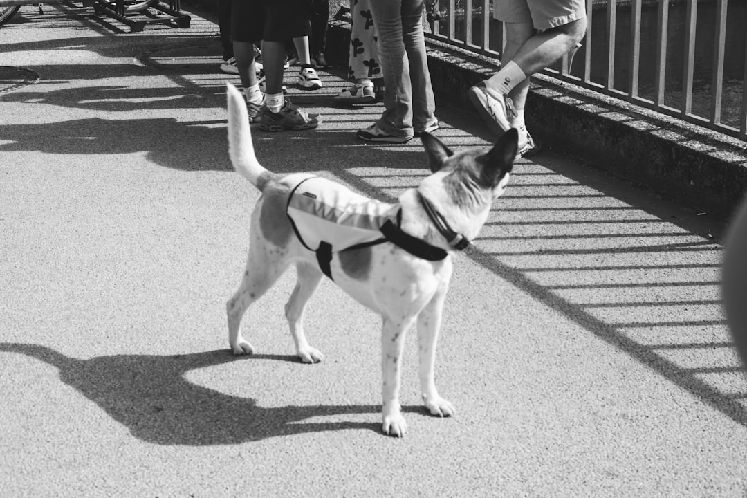 découvrez les causes possibles et les solutions lorsque votre chien a des difficultés à se tenir debout. conseils vétérinaires pour aider votre animal à retrouver sa mobilité.