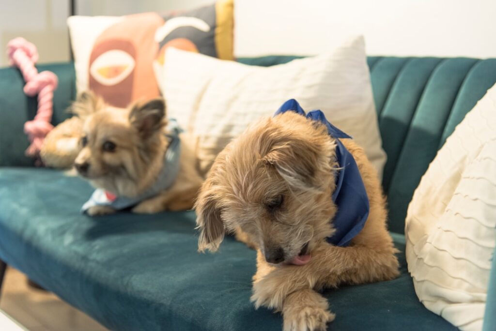 découvrez pourquoi votre chien se lèche les pattes, les causes possibles et comment y remédier pour assurer le bien-être de votre compagnon.