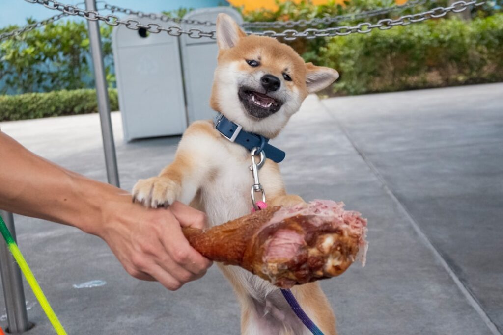 découvrez les causes possibles des gargouillements d'estomac chez le chien, leurs implications et les solutions pour apaiser votre compagnon à quatre pattes.