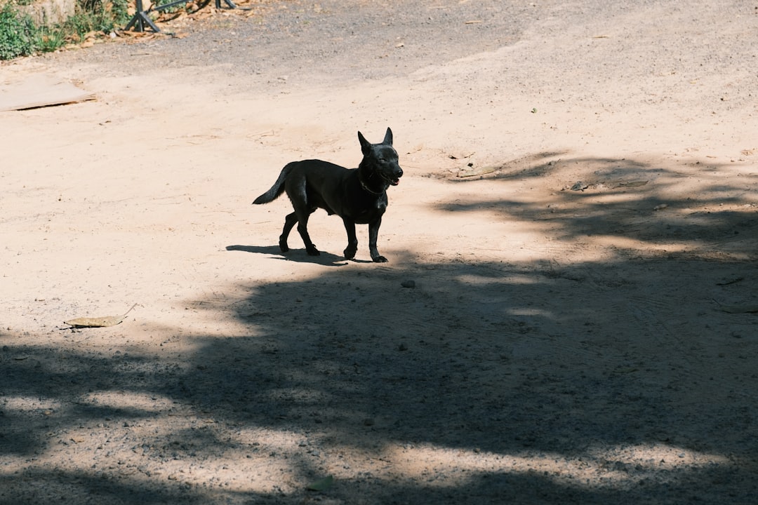 suivez et localisez facilement votre chien grâce à notre solution de suivi gps précise et fiable. assurez la sécurité de votre compagnon à tout moment.
