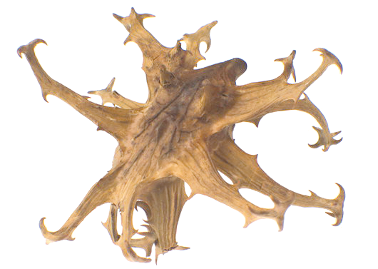 découvrez la dose recommandée d'harpagophytum pour chien afin de soulager douleurs et inflammations naturellement. conseils d'utilisation et précautions.