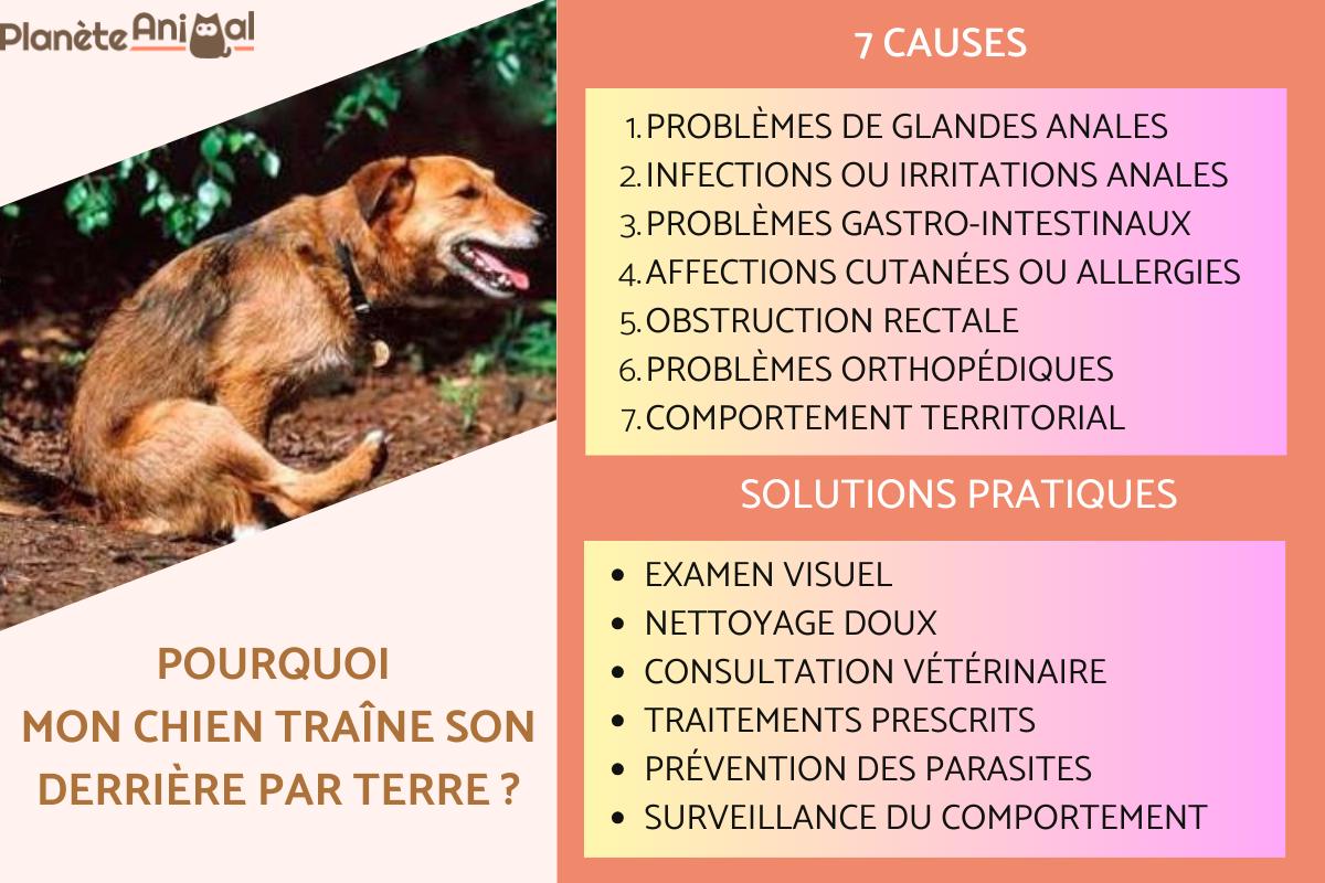 découvrez les causes possibles et les traitements de la douleur à l'arrière-train chez le chien pour assurer son confort et sa santé.