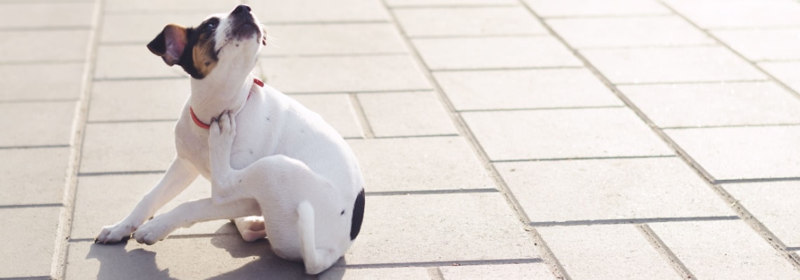 découvrez les symptômes, causes et solutions efficaces pour l'eczéma aux pattes chez le chien en 2025, afin de soulager votre compagnon à quatre pattes.