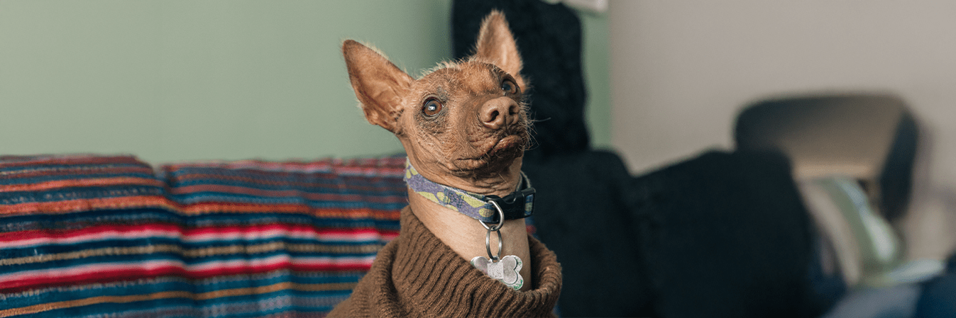 découvrez les symptômes, causes et solutions pour l'eczéma aux pattes chez le chien en 2025. apprenez à reconnaître et traiter cette affection pour assurer le bien-être de votre animal.