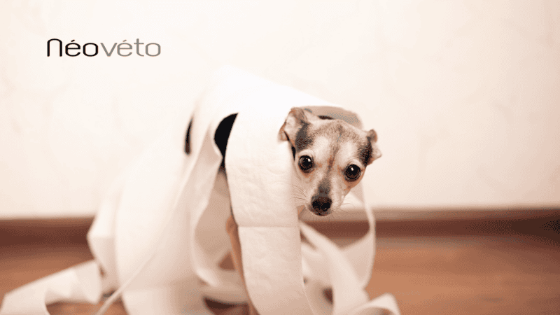 découvrez les causes des gargouillements chez le chien et les solutions pour apaiser son ventre. conseils pratiques pour le bien-être de votre compagnon.