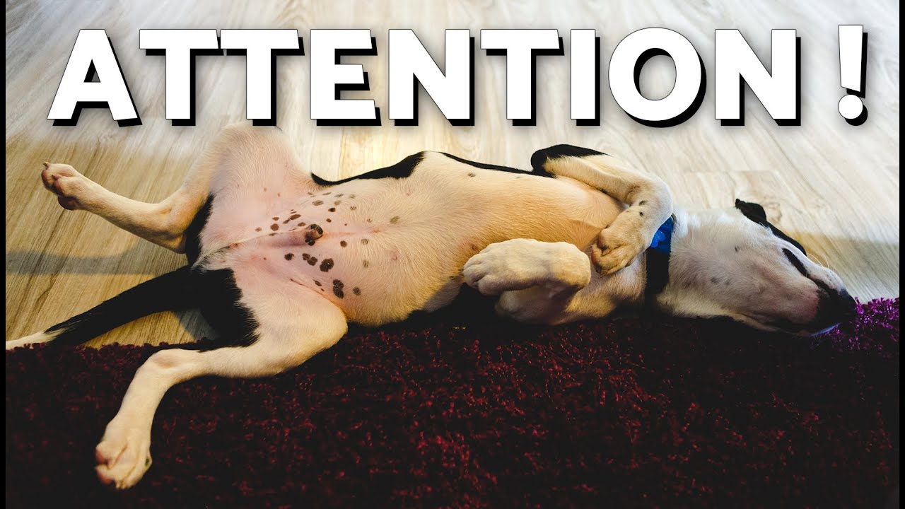 découvrez les causes des gargouillis dans le ventre de votre chien et comment y remédier pour assurer son bien-être.