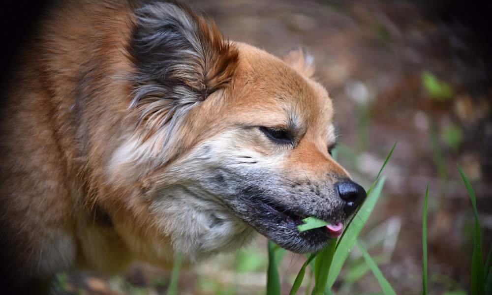 découvrez les causes des gargouillis chez le chien au niveau du ventre et comment soulager votre animal en toute sécurité.