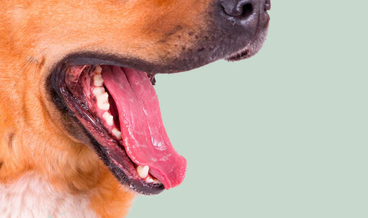 découvrez les causes des gaz malodorants chez le chien et les solutions efficaces pour améliorer son confort digestif et sa qualité de vie.