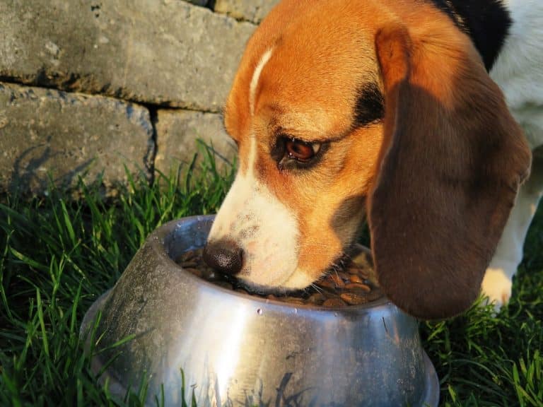 découvrez les causes des gaz malodorants chez les chiens et apprenez des solutions efficaces pour améliorer leur confort digestif et leur bien-être.