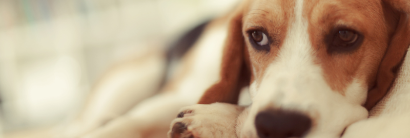 découvrez les causes des gaz malodorants chez le chien et les solutions efficaces pour y remédier, afin d'améliorer son confort et votre bien-être.