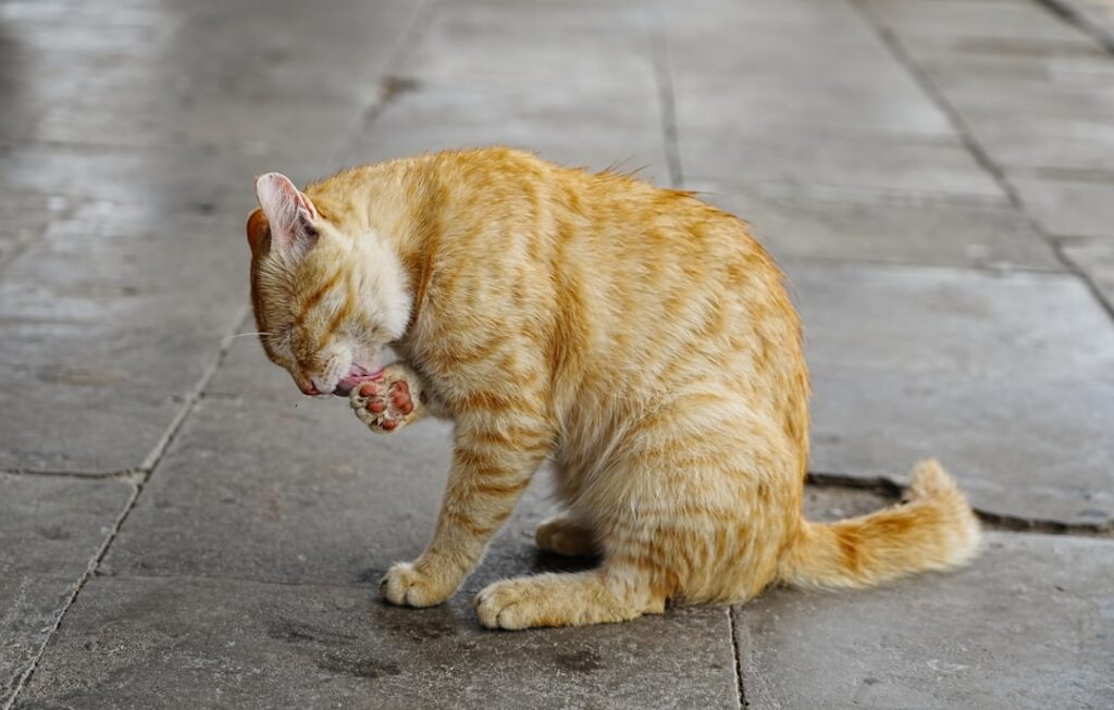 remède naturel contre la gingivite chez le chat : découvrez des solutions efficaces pour soulager et prévenir l'inflammation des gencives de votre félin.