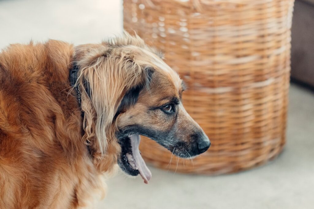 traitement de la gingivite chez le chien : conseils et solutions pour soulager l'inflammation des gencives de votre compagnon à quatre pattes.