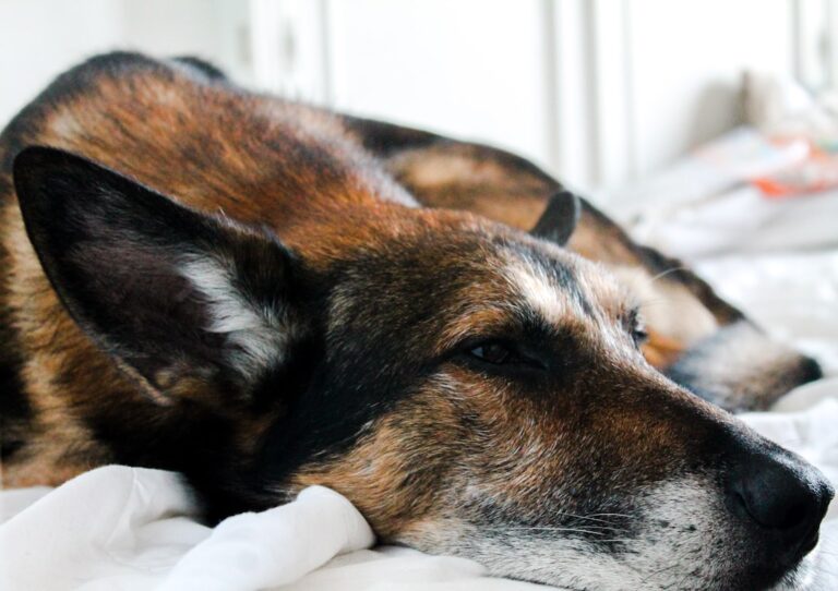 remède de grand mère pour arthrose du chien