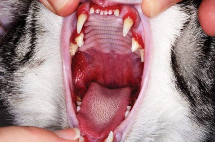 découvrez les causes courantes et les traitements efficaces pour une lèvre gonflée chez le chat en 2025. conseils vétérinaires pour le bien-être de votre animal.