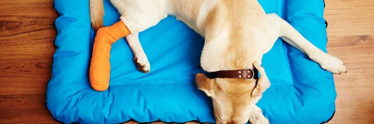 découvrez les causes courantes du mal à la patte arrière du chien et les solutions efficaces pour soulager votre compagnon en 2025. guide complet pour prendre soin de votre chien.