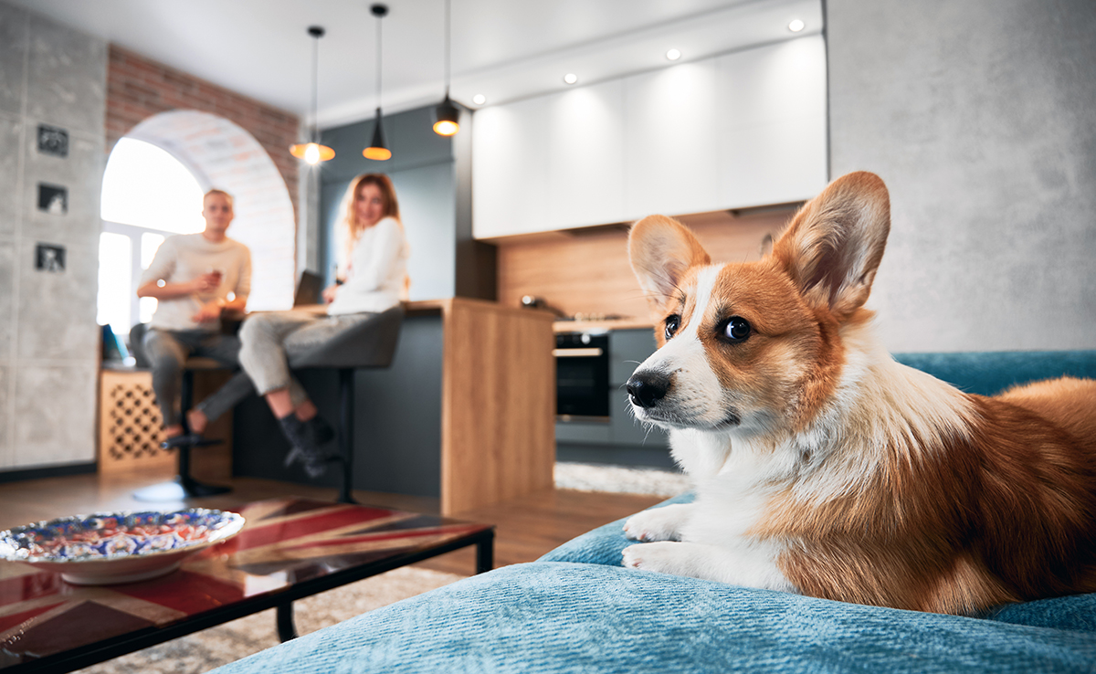 découvrez les causes des mauvaises odeurs des pets de votre chien et les solutions efficaces pour y remédier en 2025. conseils pratiques pour améliorer son confort et sa santé.