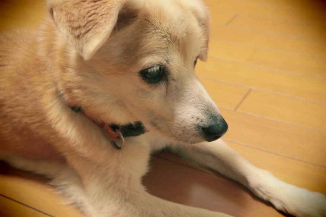 découvrez les causes, symptômes et traitements des problèmes neurologiques affectant les pattes arrière des chiens pour assurer leur bien-être et mobilité.