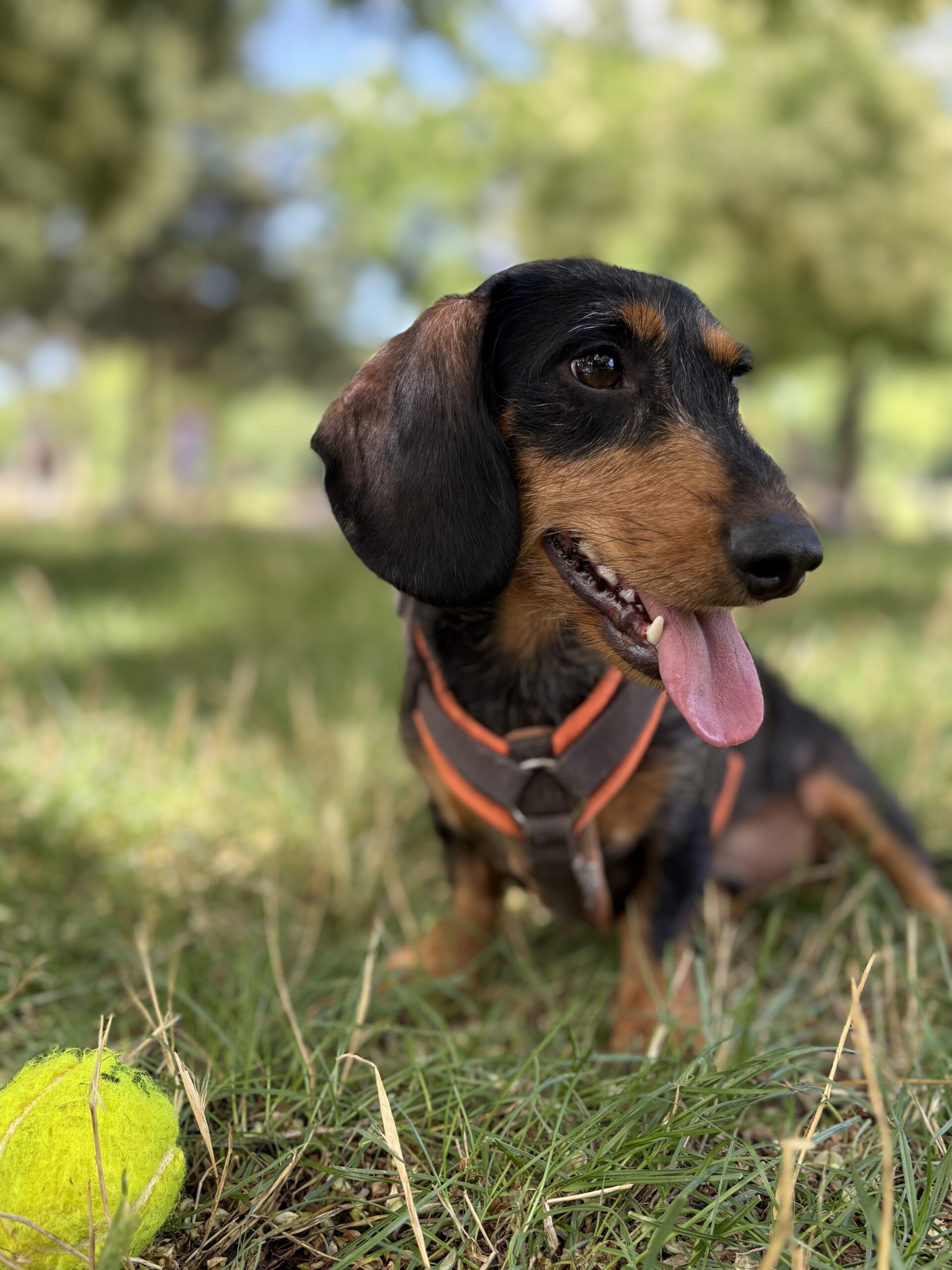 découvrez les causes courantes de la paralysie de la patte arrière chez le chien en 2025 et les solutions efficaces pour améliorer sa mobilité et son bien-être.