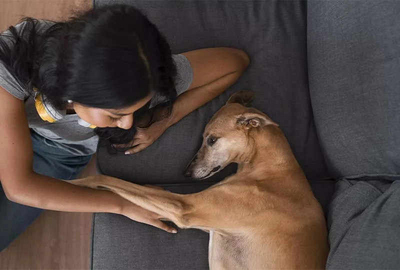 découvrez les causes courantes de la paralysie de la patte arrière chez le chien et les solutions efficaces pour améliorer sa mobilité en 2025.