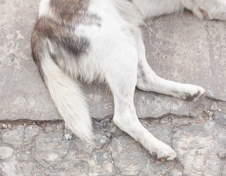 découvrez les causes courantes des problèmes d'arrière-train chez le chien, leurs symptômes et les solutions pour soulager votre compagnon.