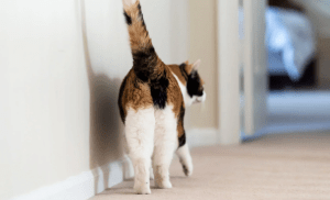 découvrez les causes courantes, symptômes et solutions aux problèmes d'arrière-train chez le chien pour assurer sa santé et son bien-être.