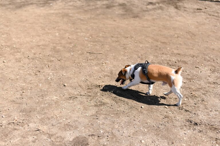 jeune chien pattes arrières qui flanchent